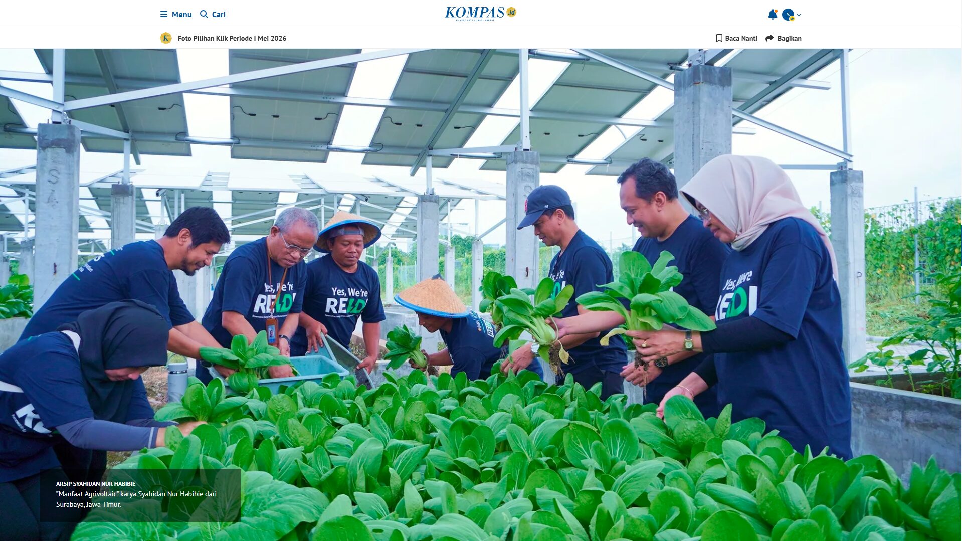 Suasana panen sayur di kawasan agrivoltaic REIDI ITS dalam karya foto Manfaat Agrivoltaic milik Syahidan Nur Habibie Ash-Shidieq