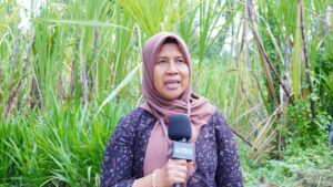 Gambar Perwakilan dari Badan Perakitan dan Modernisasi Pertanian, Kementerian Pertanian RI di Jawa Timur Dr Ismatul Hidayah SP MP turut menyaksikan uji coba Mocits di Sentra Kelapa Lumajang