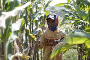 ITS Kembangkan Varietas Unggul Jagung Hibrida MTE 09 yang Tahan Cekaman Lahan