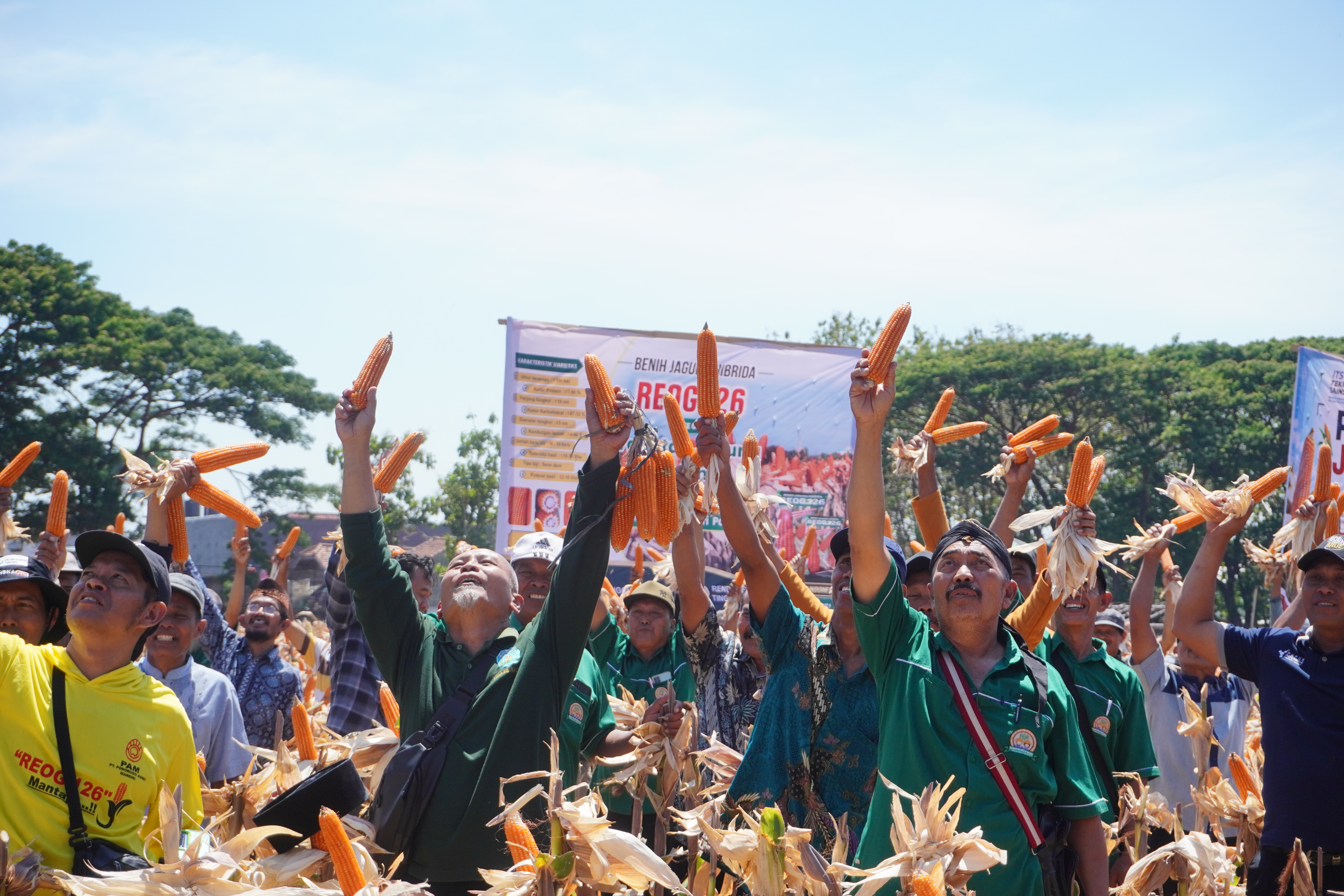 Panen raya varietas unggul jagung hibrida MTE 09 di Ponorogo, Jawa Timur