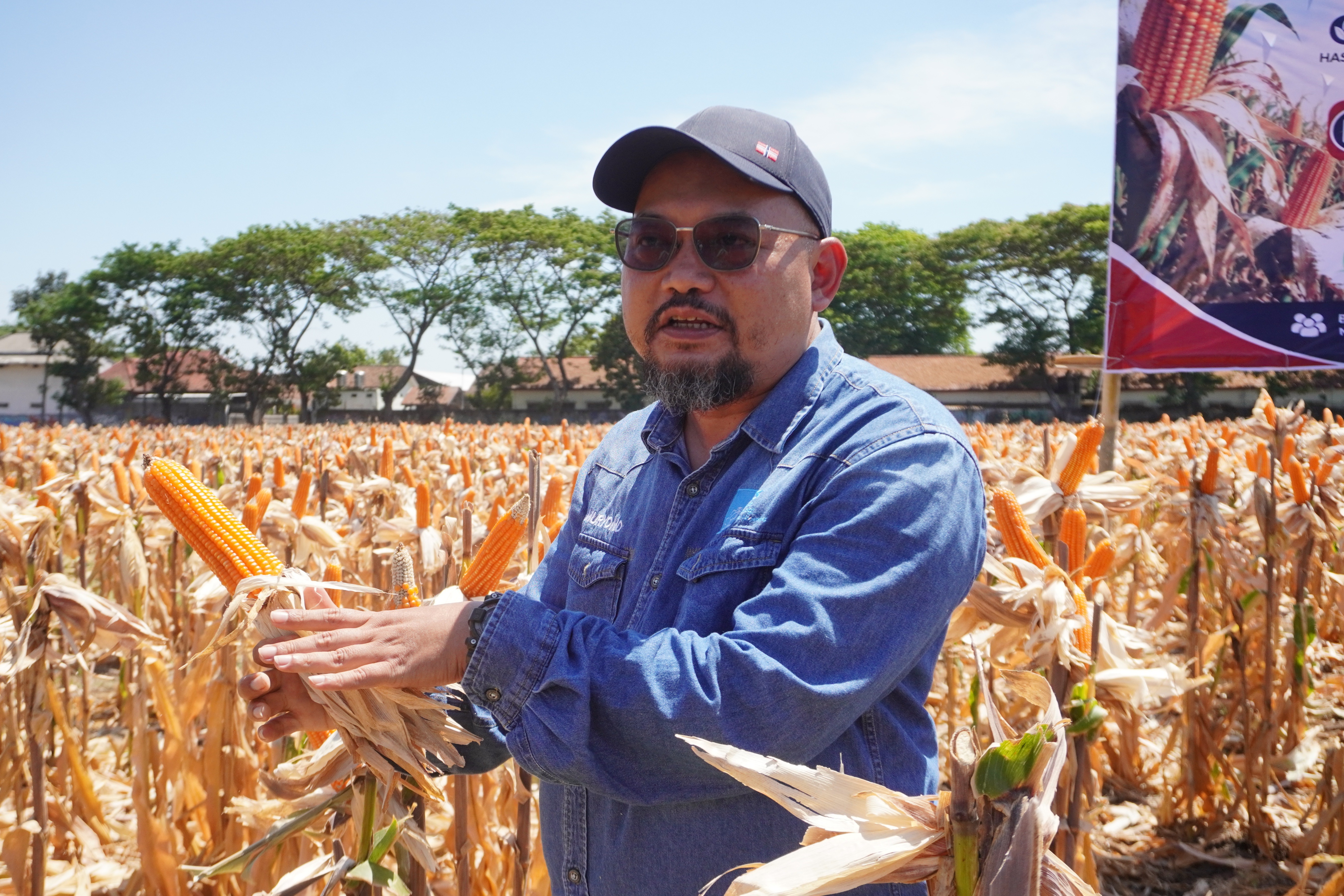 Dosen Departemen Biologi ITS Mukhammad Muryono SSi MSi PhD sedang memetik jagung hibrida MTE 09 hasil inovasinya