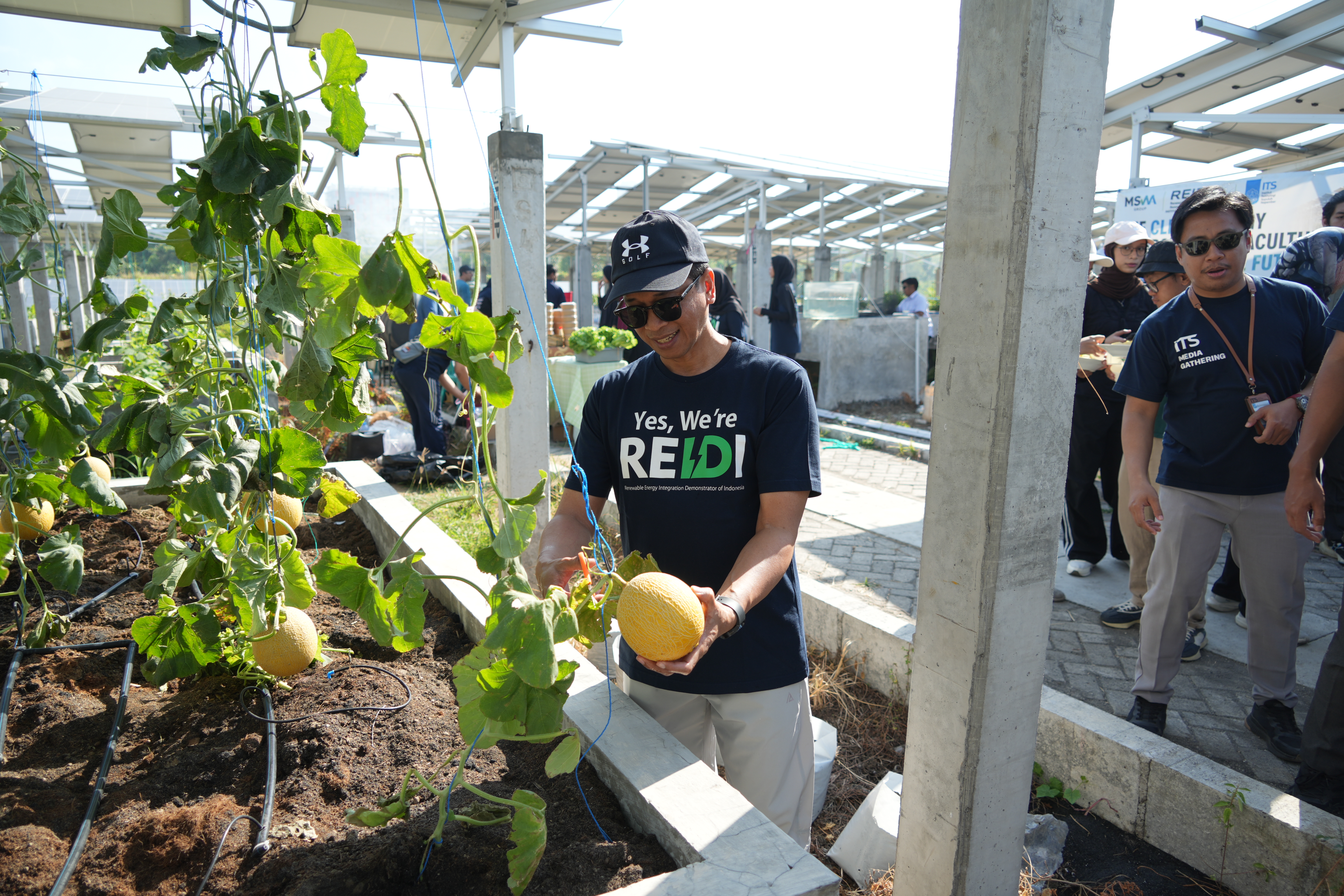 Rektor ITS Prof Bambang Pramujati memetik buah melon hasil dari budidaya tanaman di kawasan REIDI ITS