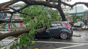 Angin Kencang di Pergantian Musim, Pakar ITS Ingatkan Risiko Pohon Tumbang