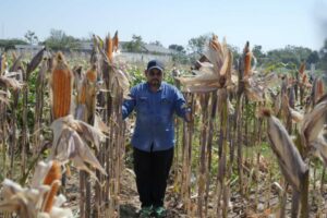 ITS Kembangkan Varietas Unggul Jagung Hibrida MTE 09 yang Tahan Cekaman Lahan