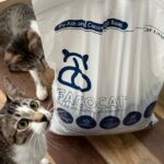 ITS Students Create Eco-Friendly Cat Litter