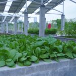 Harvesting Innovation and Hope at the ITS Smart Agrivoltaic Garden